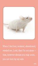 When I Feel Lost: Prayer Card, Pack of 20