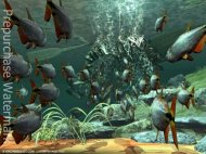 Draught of Fish