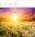 On Your Ordination Card - Single