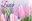 Easter Charity Cards - Pack of 5