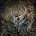 Storm The Gates Of Hell Special Edition CD