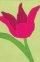NIV Compact Thinline Bible: Tulip Cover, Italian Duo Tone