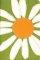 NIV Compact Thinline Bible: Daisy Cover, Italian Duo Tone