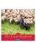 The Good Shepherd Calendar 2009