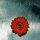 Bloom Cd