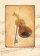Violin Card - Single