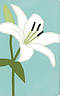 KJV Thinline White Lily Bible