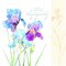 Sympathy Irises