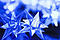 40 Blue Star Lights