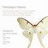 Champagne Classics Cd
