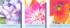 Flower Cards - Pack of 48