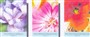 Flower Cards - Pack of 48