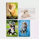 Get Well - Whiskers & Paws - 12 Boxed Cards