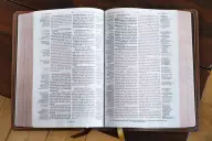 NIV, Thompson Chain-Reference Bible, Genuine Leather, Buffalo, Brown, Red Letter, Art Gilded Edges, Comfort Print