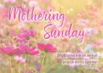 On Mothering Sunday - Postcard Pink (Pack of 24)