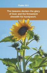 General Worship Bulletin: Declare (Package of 100)