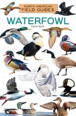 Waterfowl