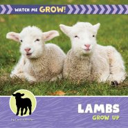 Lambs Grow Up
