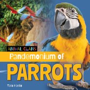 Pandemonium Of Parrots