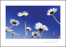 Daisies