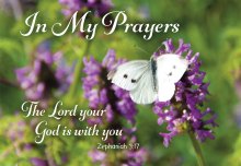 In My Prayers - ButterflyStd Card Gloss (6 Pack)