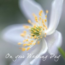Wedding (Wood Anemone)