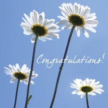 Congratulations(Daisies)