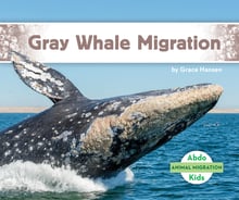 Gray Whale Migration