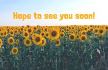 Visitor Postcard: Hope to See You (Package of 25)