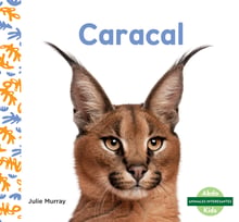 Caracal (caracals)