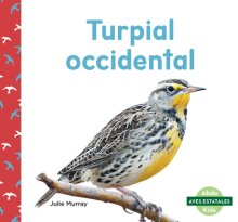 Turpial Occidental (western Meadowlarks)