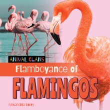 Flamboyance Of Flamingos