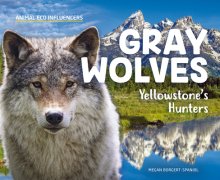 Gray Wolves: Yellowstone\'s Hunters