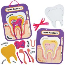 Human Tooth Anatomy Kits (Pack of 4)