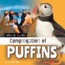 Congregation Of Puffins