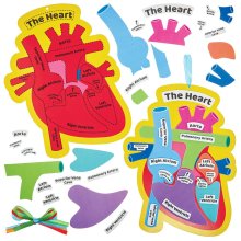 Human Heart Biology Kits (Pack of 4)
