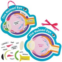 Human Eye Kits (Pack of 4)