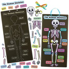 Human Skeleton Kits (Pack of 4)