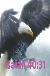 Isaiah 40: 31: Wings As Eagles