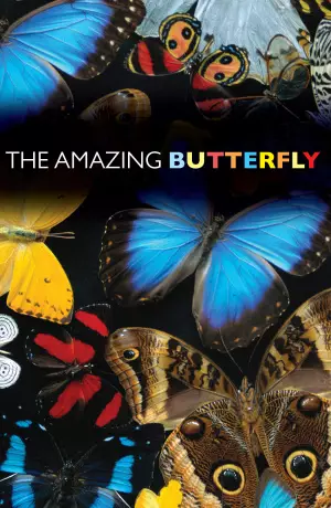 The Amazing Butterfly (Pack of 25)