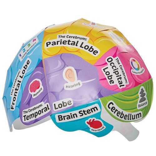 Human Brain Biology Hat Kits (Pack of 4)
