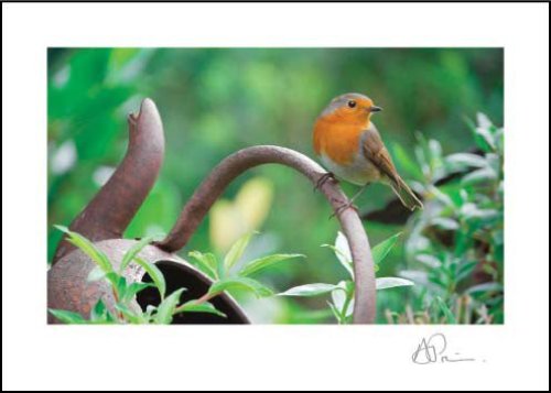 Robin