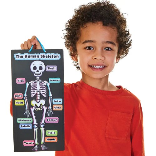 Human Skeleton Kits (Pack of 4)