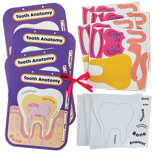 Human Tooth Anatomy Kits (Pack of 4)