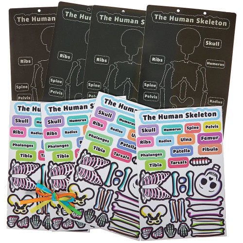 Human Skeleton Kits (Pack of 4)