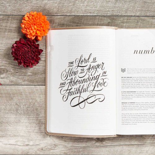 CSB She Reads Truth Bible, Champagne Gold LeatherTouch, Indexed