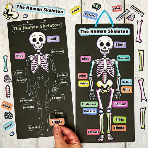 Human Skeleton Kits (Pack of 4)