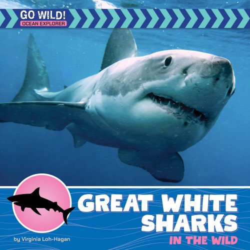 Great White Sharks In The Wild