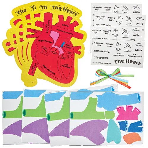 Human Heart Biology Kits (Pack of 4)