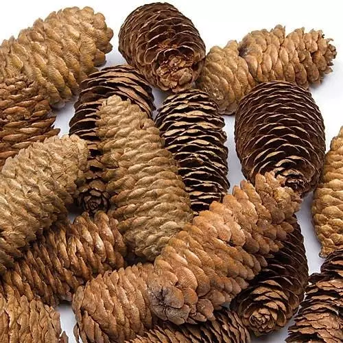 Long Pine Cones - Pack of 20